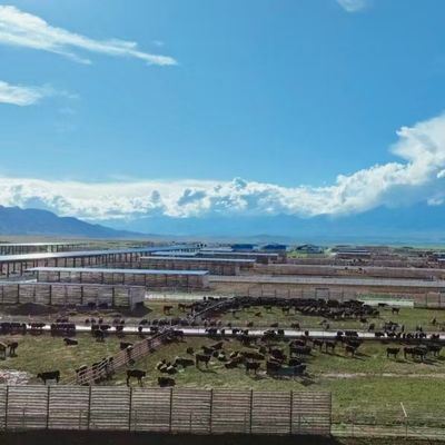 حظيرة أبقار من الصلب المجلفن للأبقار الحلوب واللحوم، عمر افتراضي 20+ سنة