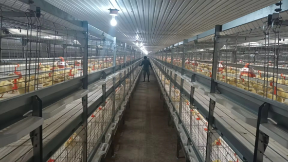 بيت الدواجن لمزارع الطيور والطبقات والتربية هيكل فولاذي مسبق الصنع مع ألواح معزولة ونظام تهوية