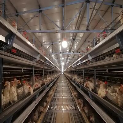 المباني الجاهزة بيت الدواجن البنية الفولاذية بيت مزرعة الدواجن الإطار البنائي الفولاذي لإسطبل الأبقار